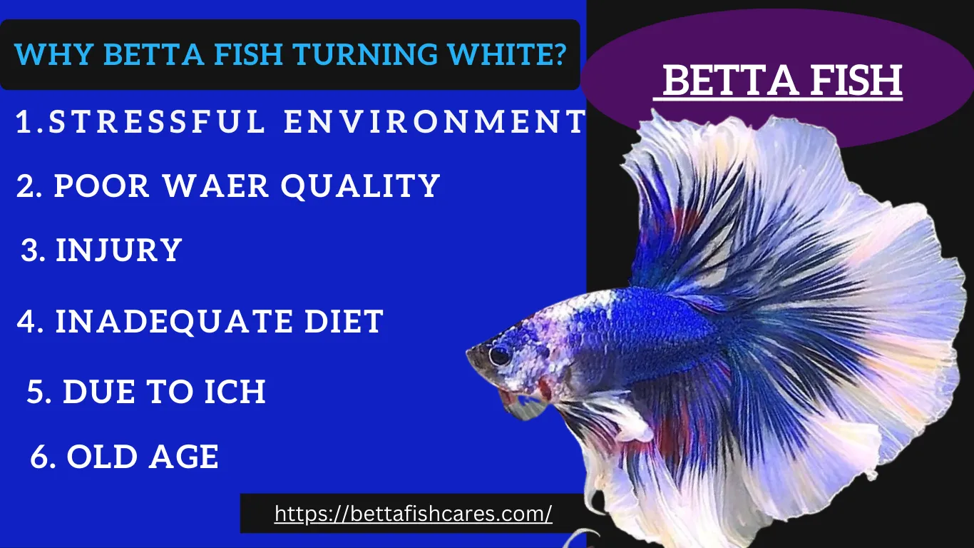 Betta Fish Change Color