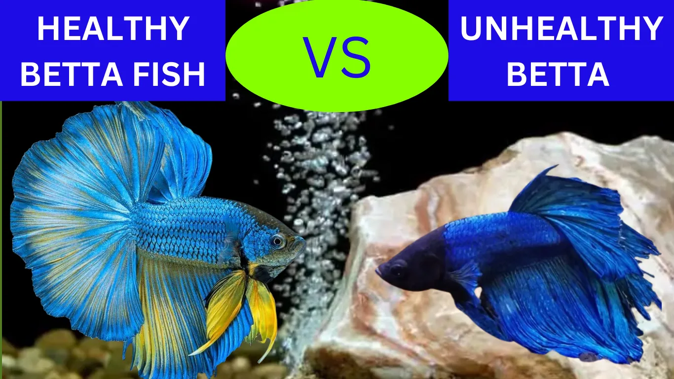 Signs Of A Healthy And Unhealthy Betta Fish