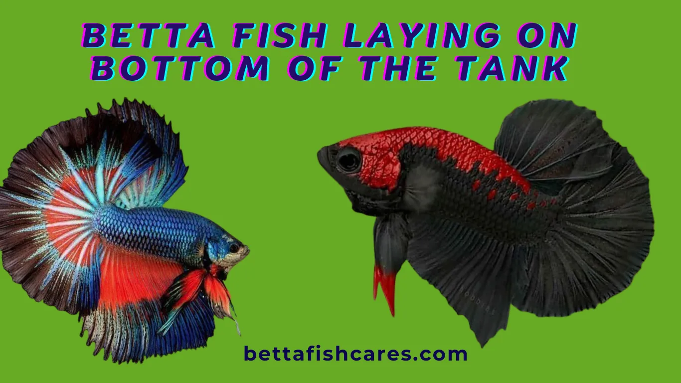 Betta fish laying on side