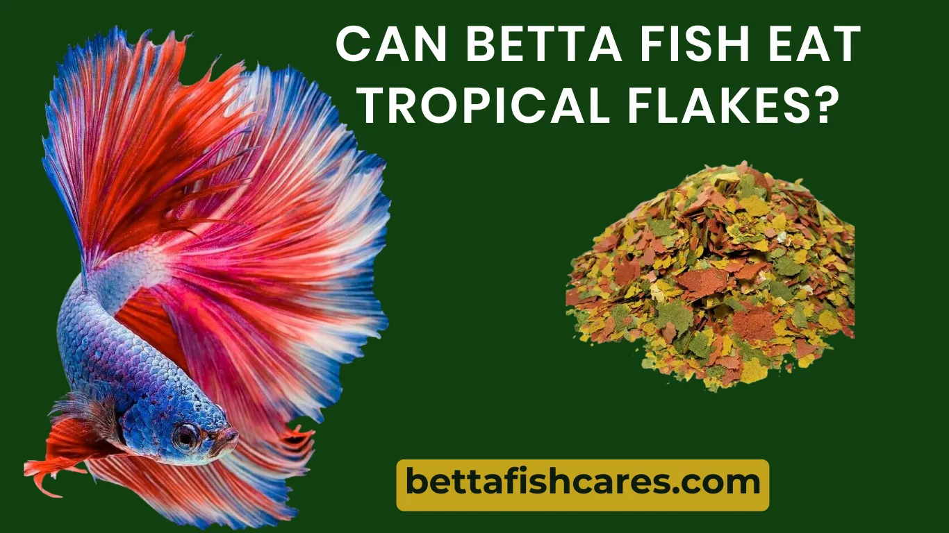 Do betta fish eat tropical flakes