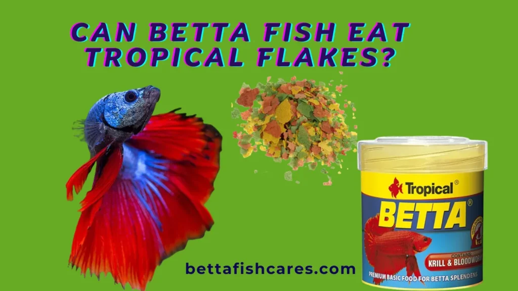 CAN BETTA FISH EAT TROPICAL FLAKES