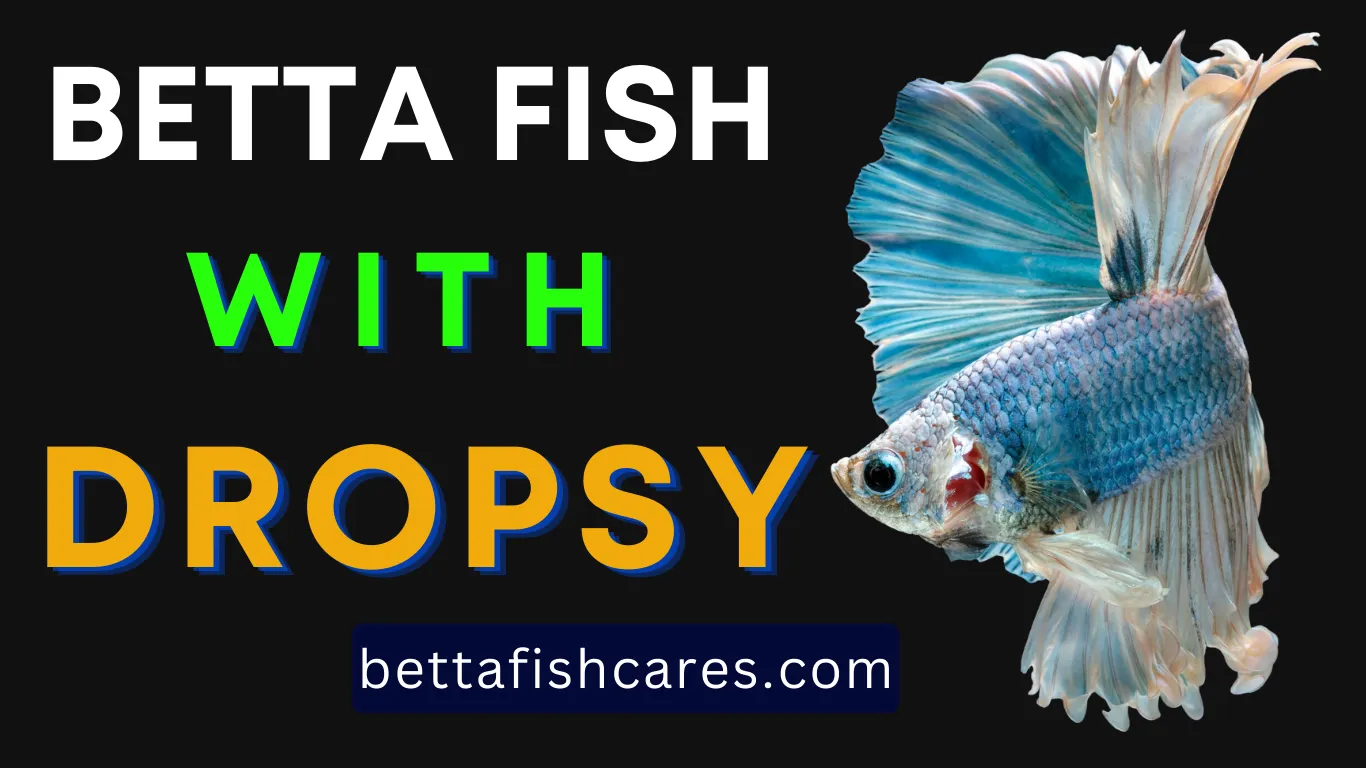 ALL ABOUT BETTA FISH WITH DROPSY
