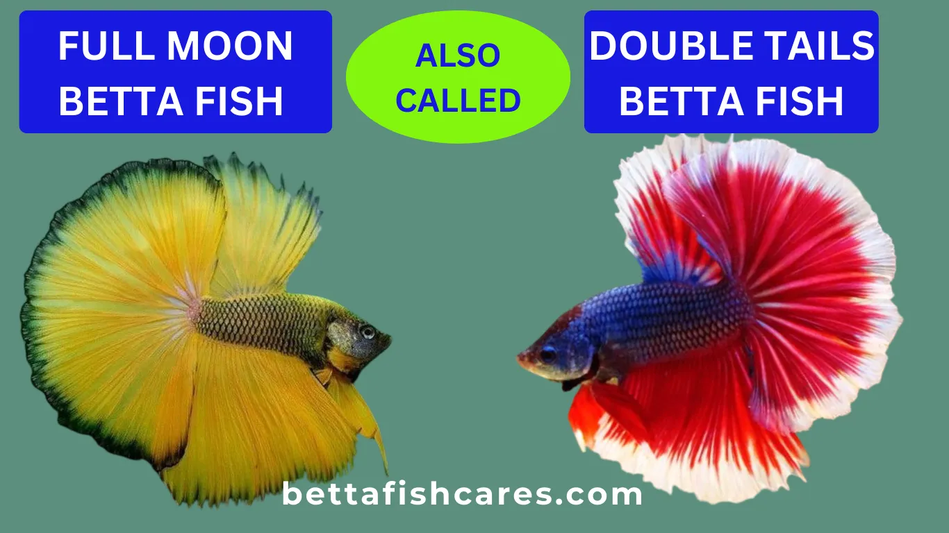 DOUBLE TAILS BETTA FISH