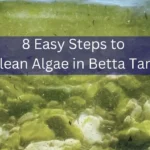 HOW TO CLEAN ALGAE IN BETTA FISH TANK