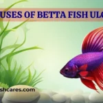 causes of betta fish treatment
